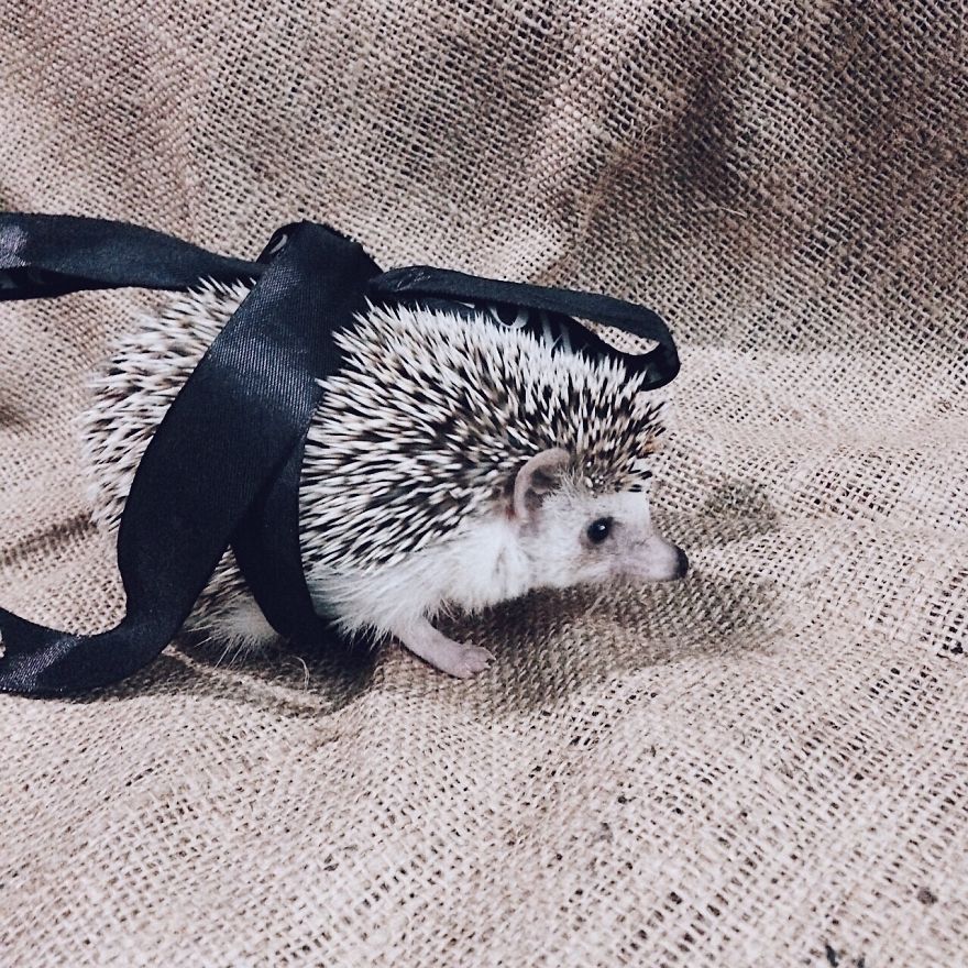 Pokey My First Hedgehog Pet