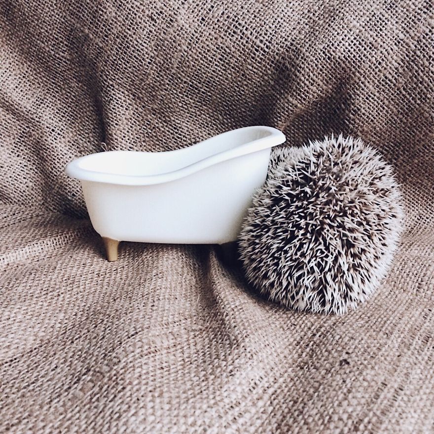 Pokey My First Hedgehog Pet