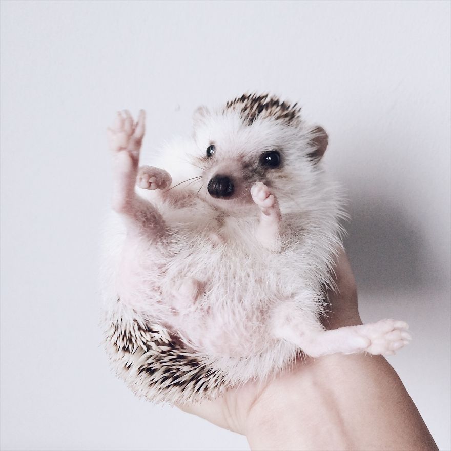 Pokey My First Hedgehog Pet