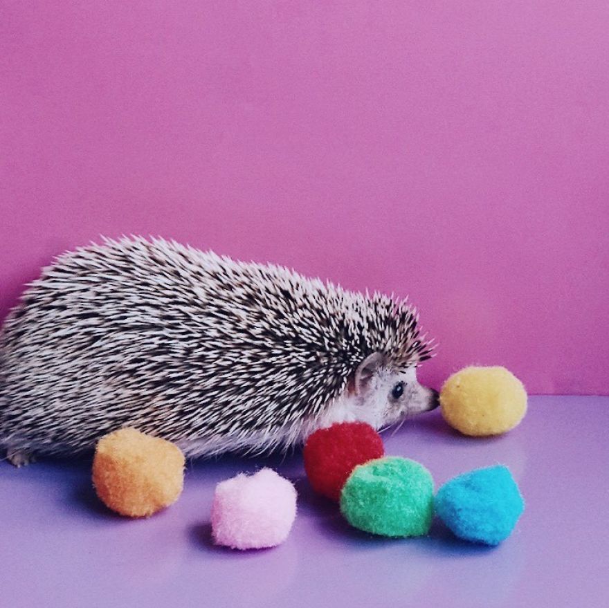 Pokey My First Hedgehog Pet