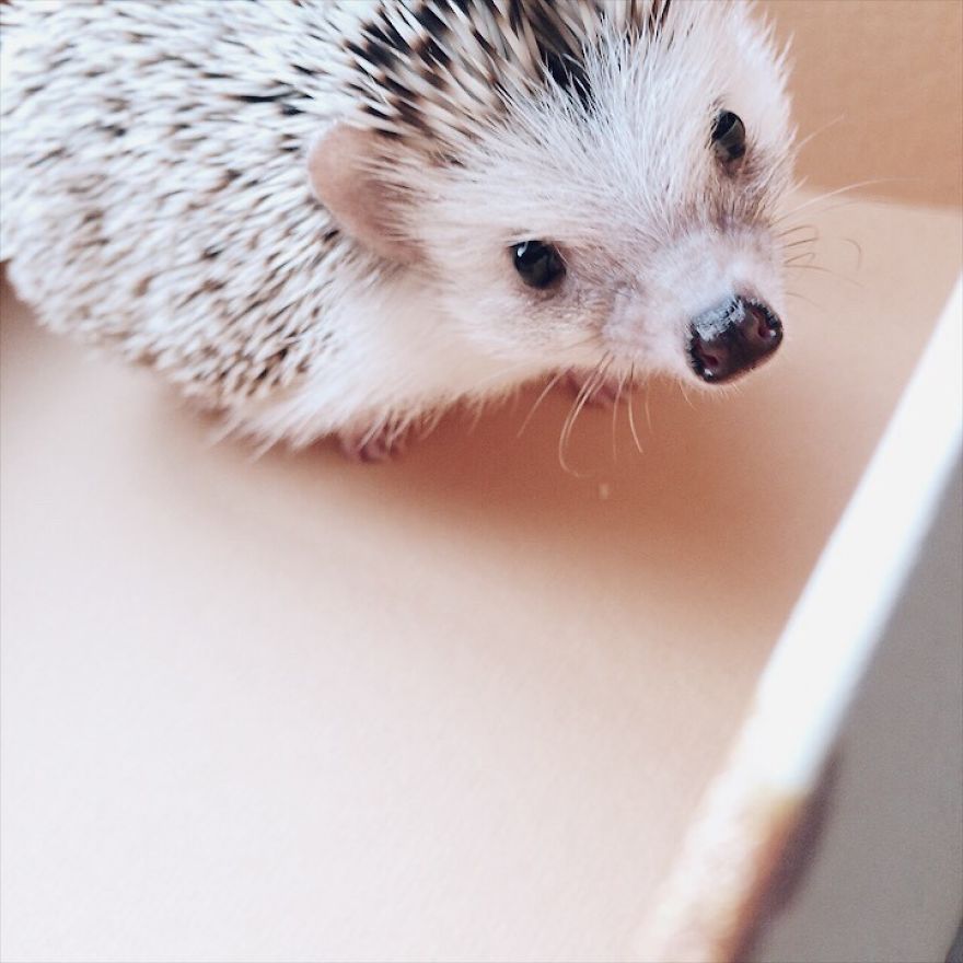 Pokey My First Hedgehog Pet