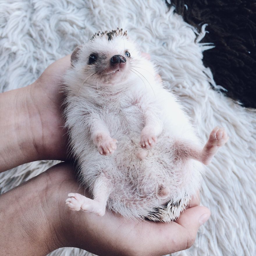 Pokey My First Hedgehog Pet