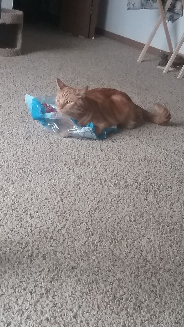 My Cat Likes Plastic That Are Water Bottles Come In