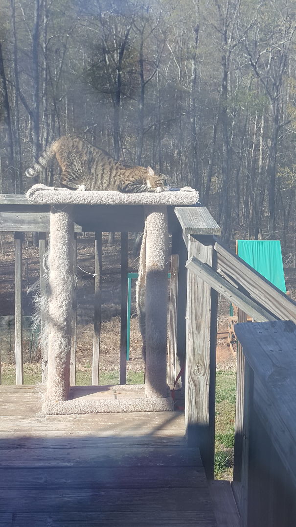 Caught The Neighborhood Cat Enjoying Some Rays!