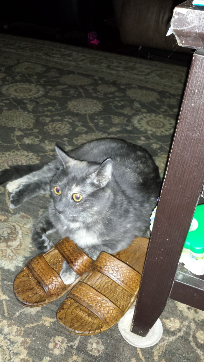 Monkey Trying To Fill The Shoes Of Her Mother