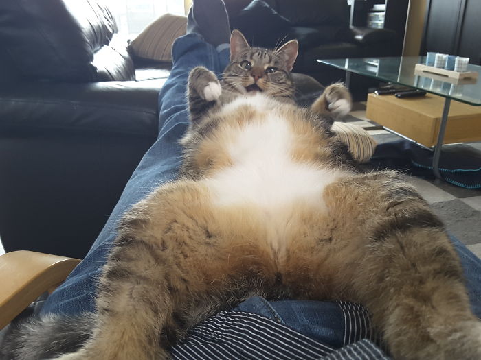 My Cat Wants To Get Rubbed On The Belly And Will Ask For It If No Attention Is Payed...