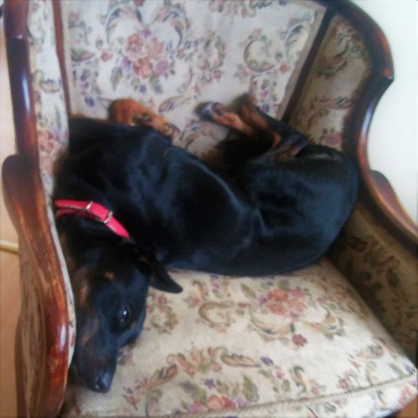 She Refuses To Accept She's No Longer A Little Puppy