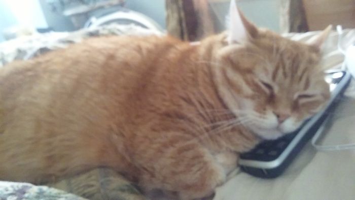 Ms. Bea Haven On The Phone....think There Was A Dog In The Neighborhood.