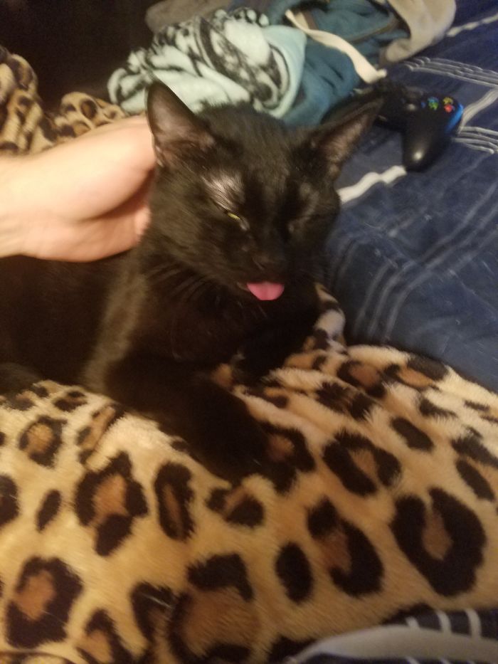 Meet Luna. She Likes To Stick Her Tongue Out. Sometimes She Falls Asleep.
