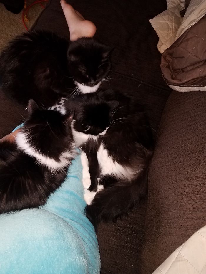 Im A Cat Magnet