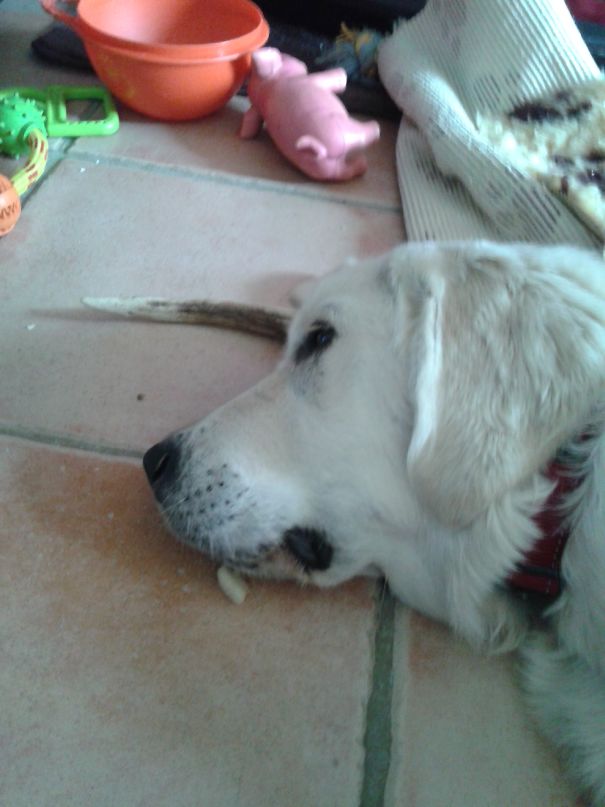 Unicorn Retriever Exists...