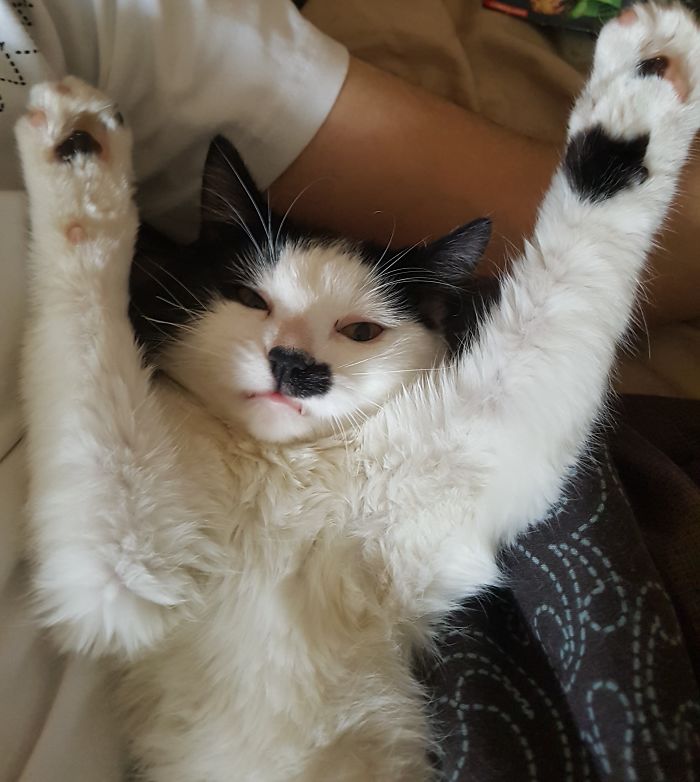 When She Does That Basically She's Just Trying To Say : "human, Scratch Belly Now!"