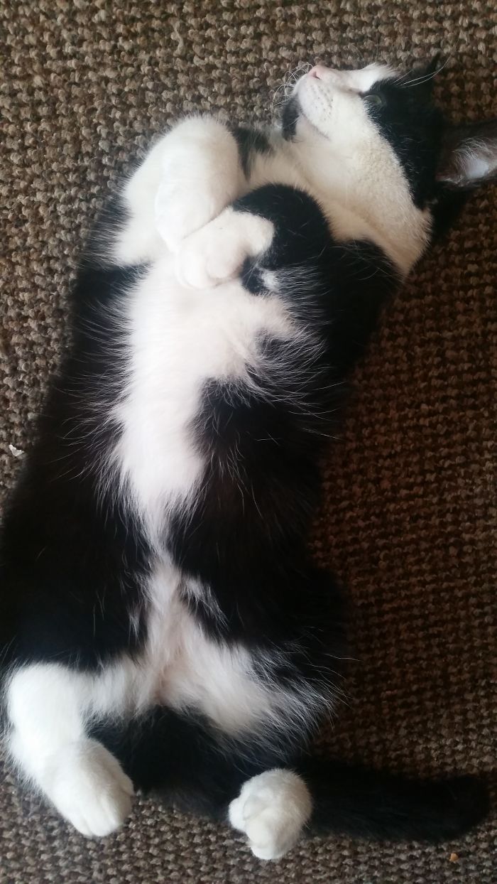 This Is How My Cat Sleeps. All The Time.