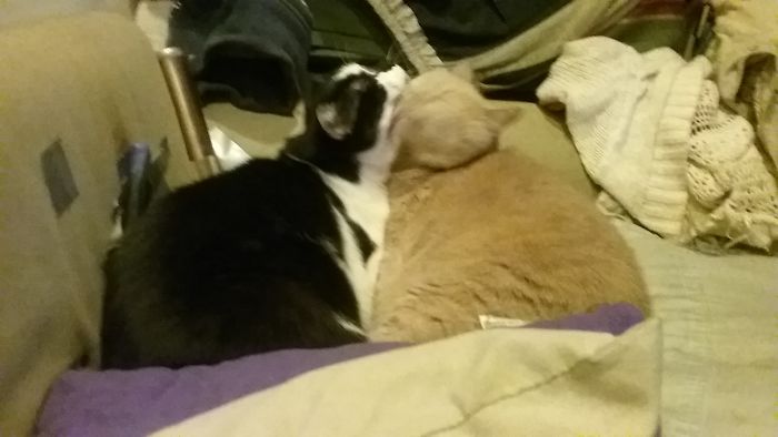 Both Becks & Patchy Bathing​ Eachother At The Same Time, Lol 😊