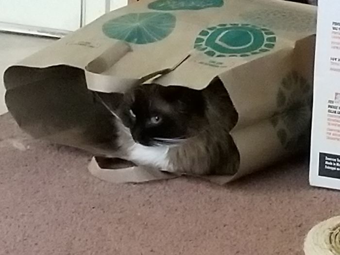A Cat In A Bag
