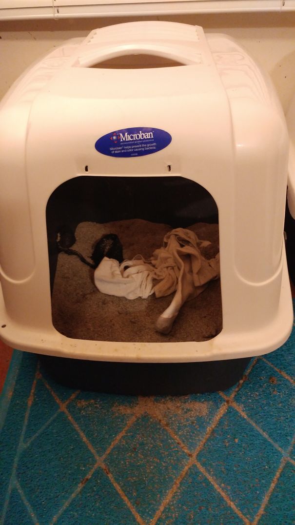 Have Not Caught Red Handed, But We Will! Socks In The Litterbox.