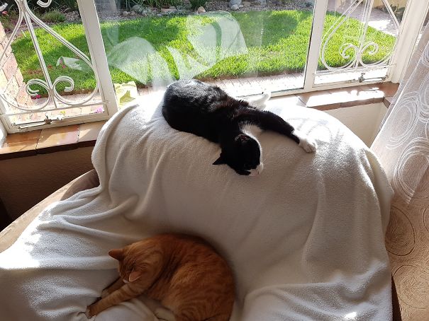 Nugget Loving The Rays And Simba Preferring To Keep His Ginger Complexion Uvb Free ;)