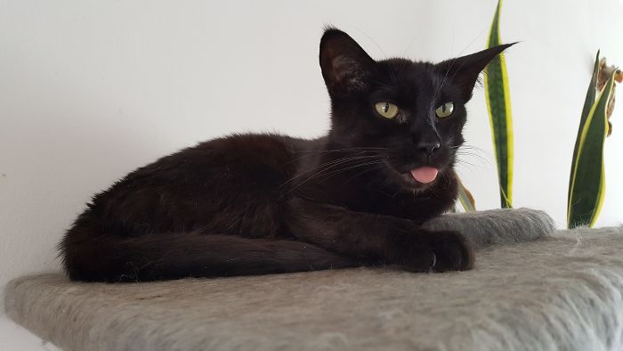 Our Cat Snowwhite. No Matter What, She Will Allways Stick Out Her Tongue. Nothing Wrong With Her, She Just Likes Doing It.