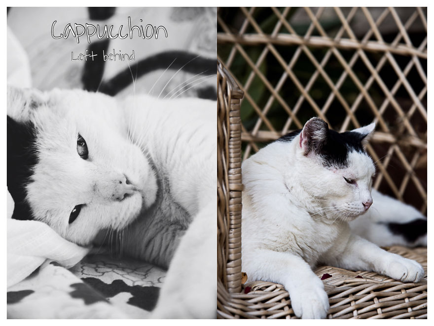 I Photographed Homeless Cats In A Rescue Center That Nobody Wants