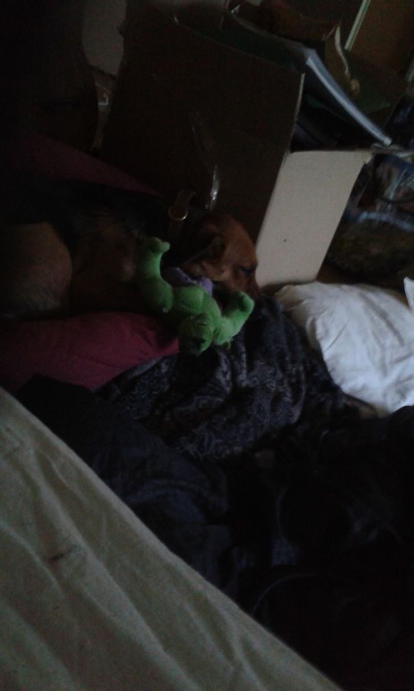My Brother Gave Me A Hulk Goodie For My Birthday. But None Of Us Thought My Dog Would Grab It Everytime She Wants To Sleep