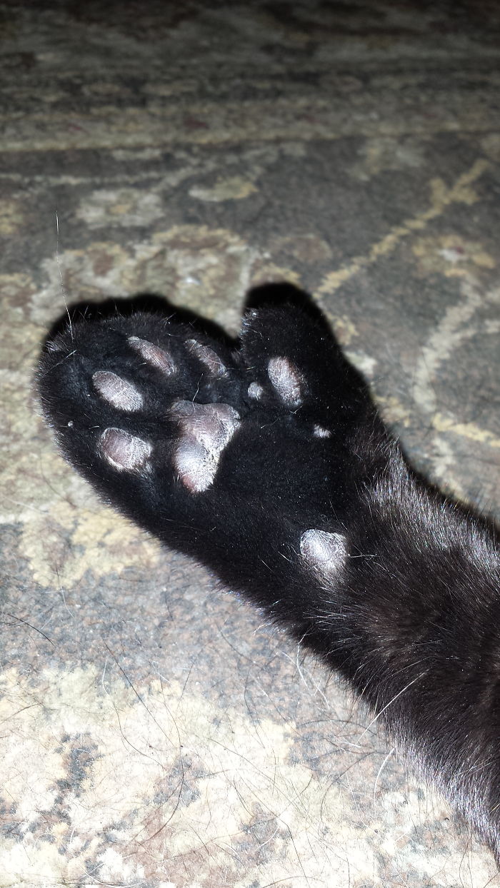 Pauseys Paw