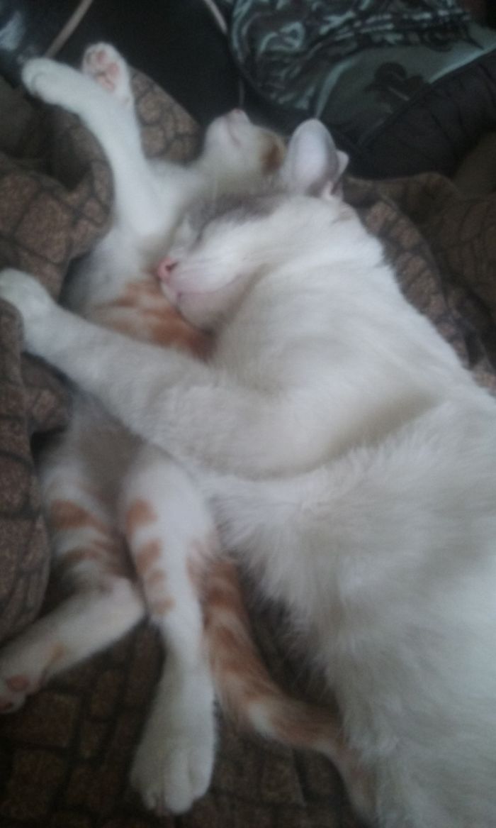 Forced Cuddles By My Cat To My Rescue Kitten