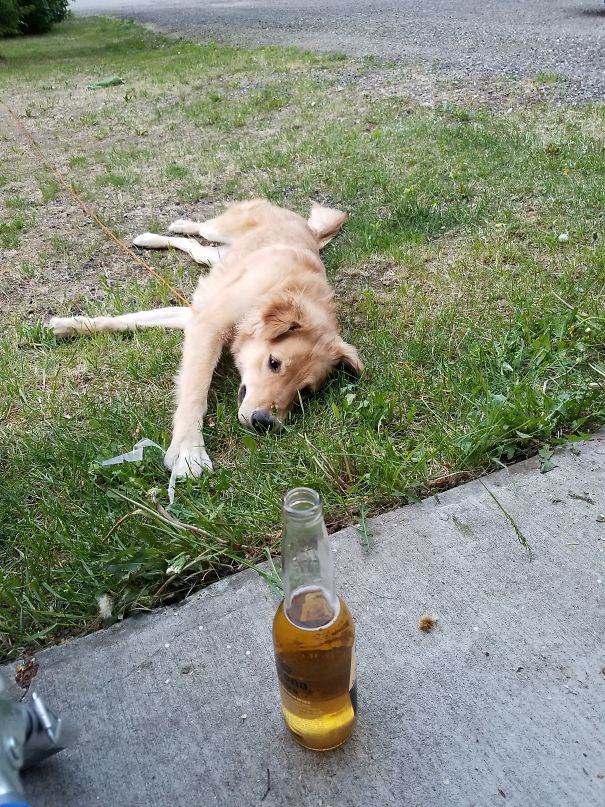 My Dog Loves Beer