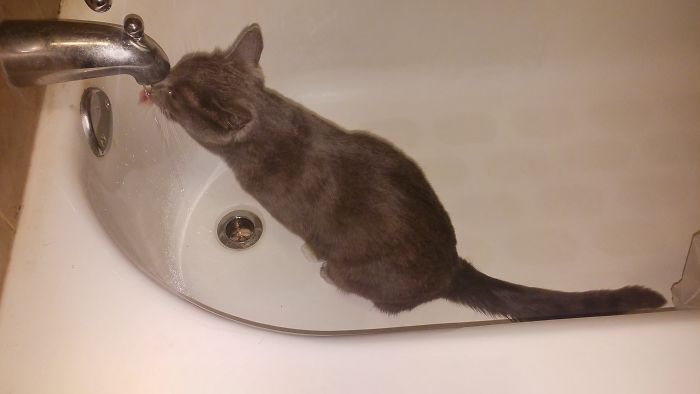 Sushi Only Drinks From The Faucet