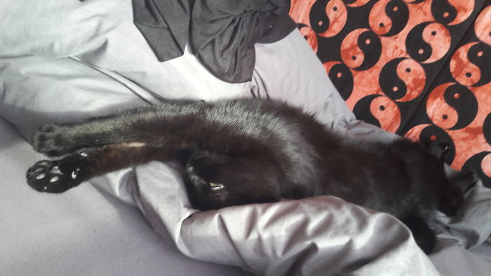 Salem Likes To Sleep Next To Me Like This