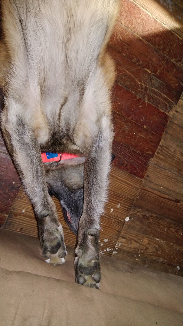 Bettis Practicing Tip Toeing..