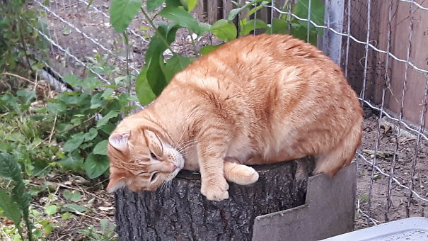 Feelin' Good After Rolling In The 'nip' For A Few