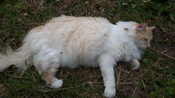 Catnip, Sunshine, And Fresh Grass...life Couldn't Be Better