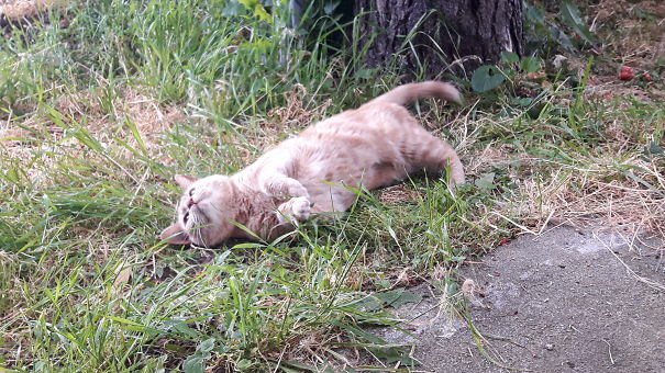 Ginger Likes A Catnip Siesta Every Now And Then!