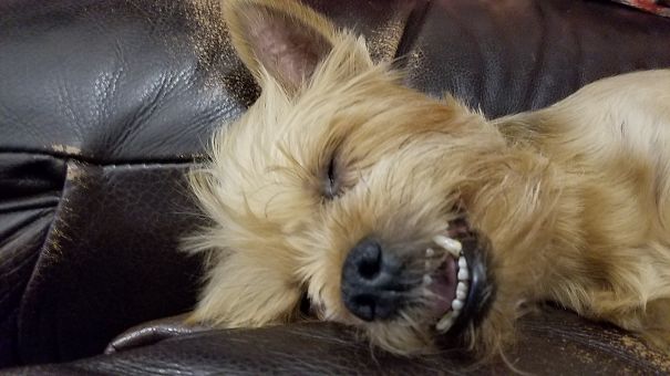 My Dog Looks Happily Ferocious
