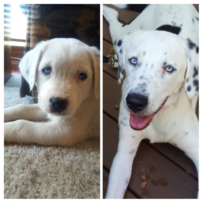 Our Sweet Girl At 8 Weeks And At 8 Months