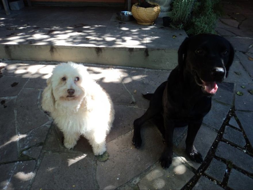 My Family And I Were Adopting Rescued Pets Since 2009 And This Is What We Got My Family And I Were Adopting Rescued Pets Since 2009 And This Is What We Got