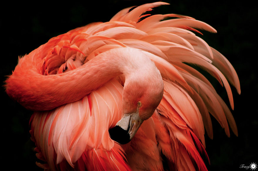 Pink-flamingo-day-2017