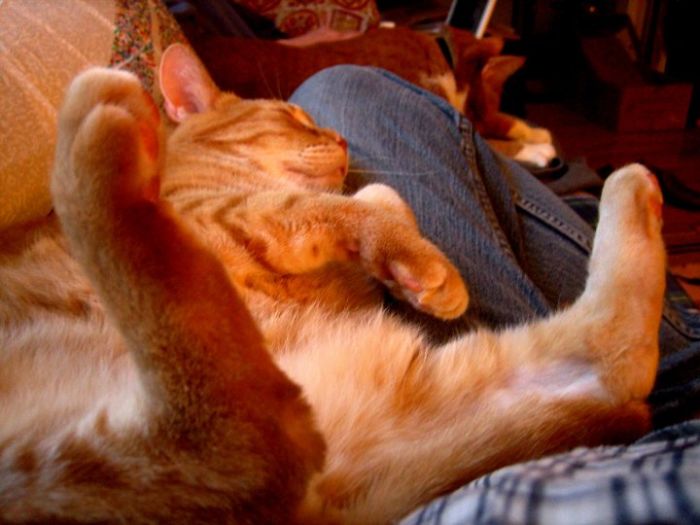 Peepers Always Sleeps Like This