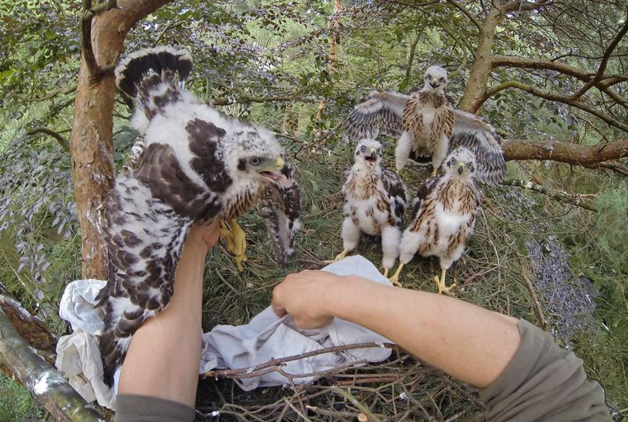 Goshawk, Berlin, Germany