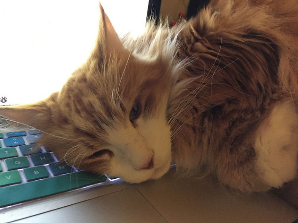 Worzel Is So Stoned!