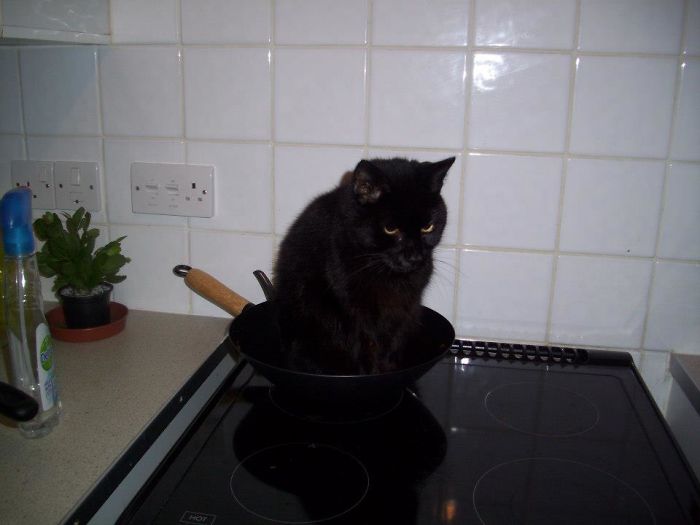 My Sisters Late Cat Ichabod (doofus) Challenged Himself To Sit In The Weirdest Places All The Time