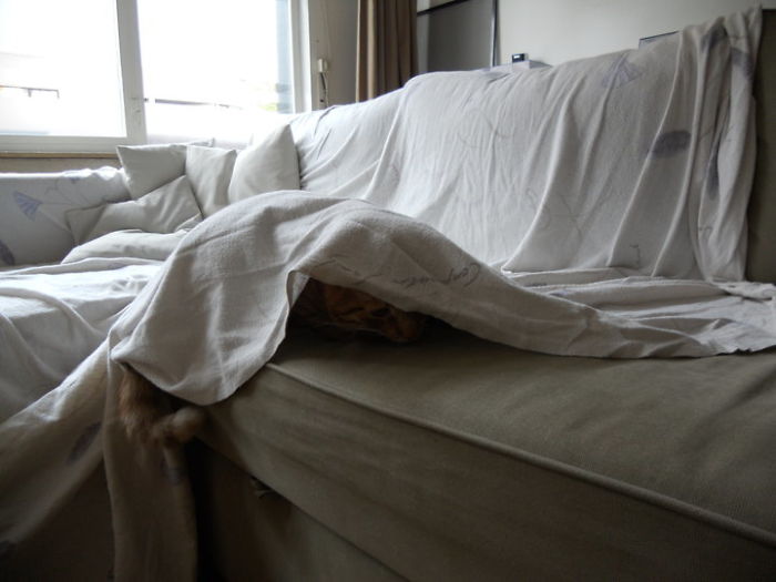 Tom Liked Camping In The Livingroom....