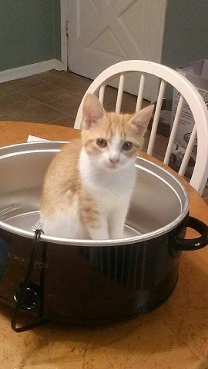 We Are Having Something Very Special For Dinner.