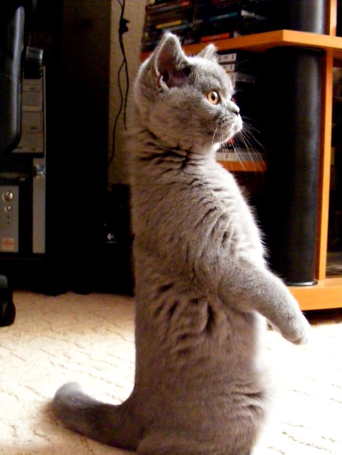 My Lovely Vixen, Who Passed Away , When She Was Yung, She Used To Sit Like This :)