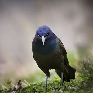 ainselmcbronko avatar