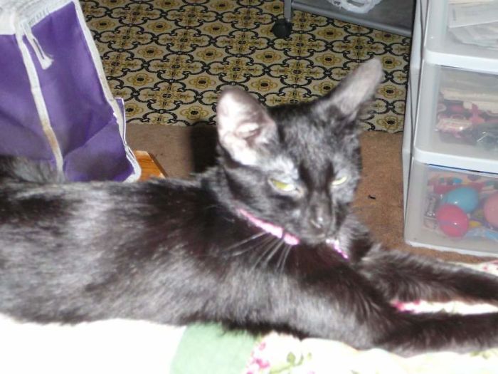 My Cat Has Natural Resting 'b' Face