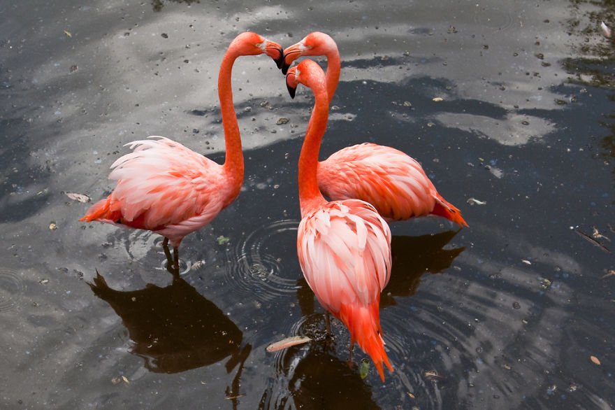 Pink-flamingo-day-2017