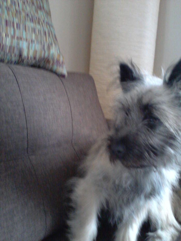 Pasha Teenage Year's