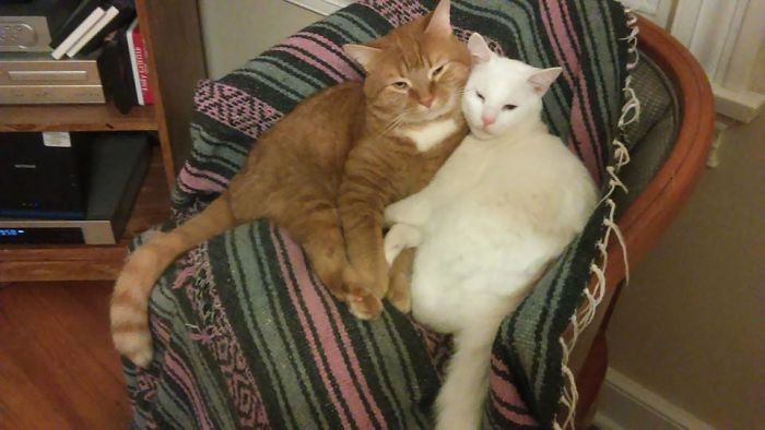 Napoleon & Wellington... So Much Love....