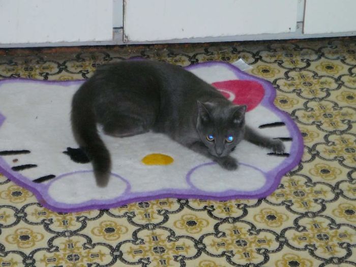 My Cat Has Hello Kitty As Her Minion...